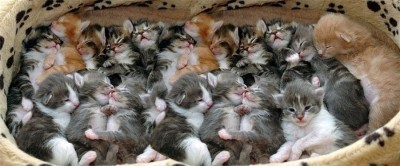 kittens_composite